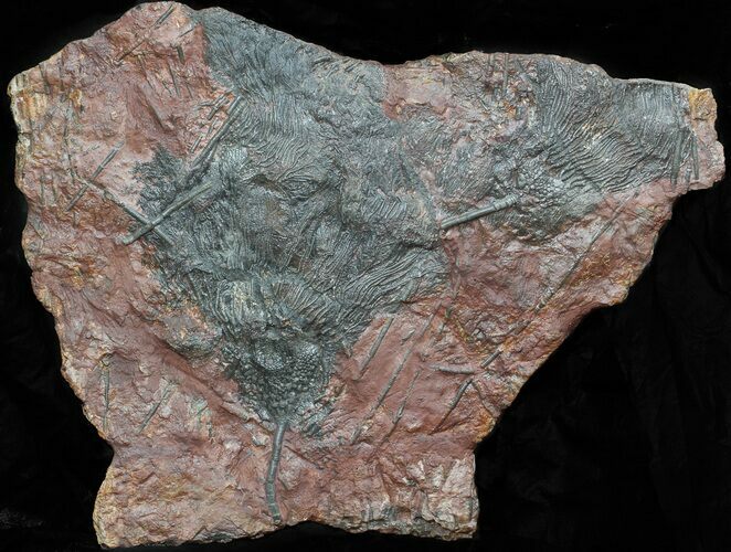 Large, x Scyphocrinites Crinoid Plate - Morocco #45214